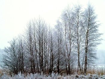 Bare trees on snow covered landscape