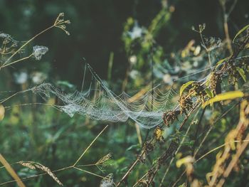 Close-up of spider on web