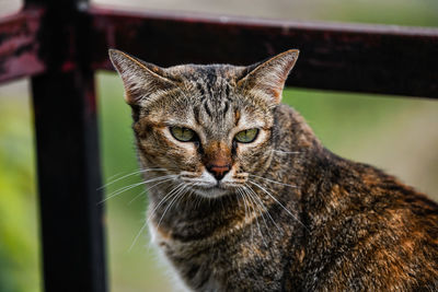 Close-up portrait of a cat