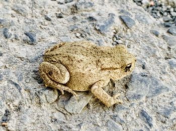 High angle view of lizard on rock