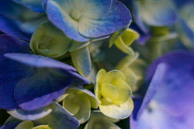 Close-up of blue flowers