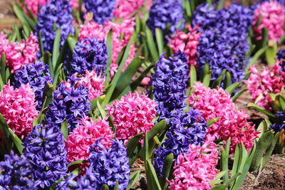 Close-up of purple flowering plants