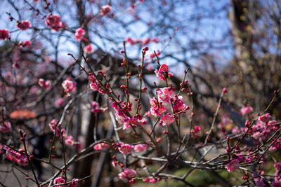 Low angle view of pink cherry blossom