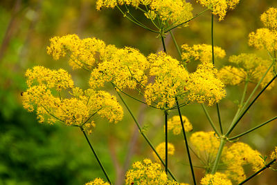 Close up of yellow flowers