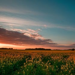 Scenic view of flowering field against sky during sunset