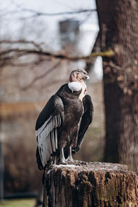 Close-up of bird perching on wooden post