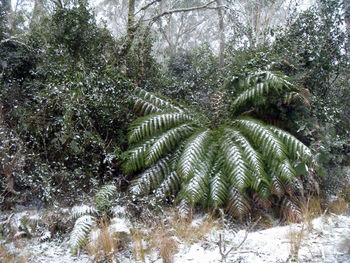 Trees on field during winter