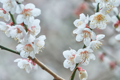 Sensitive focus image of white sakura flower.