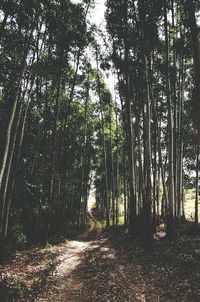 Low angle view of trees in forest