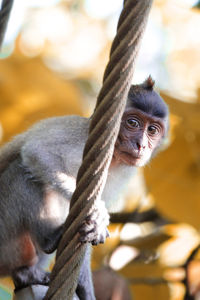 Close-up of monkey on rope