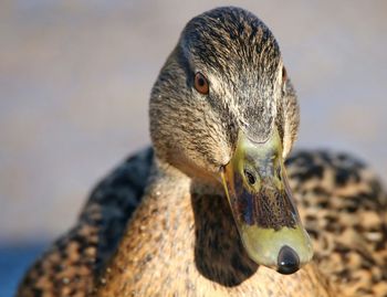 Close-up portrait of mallard duck