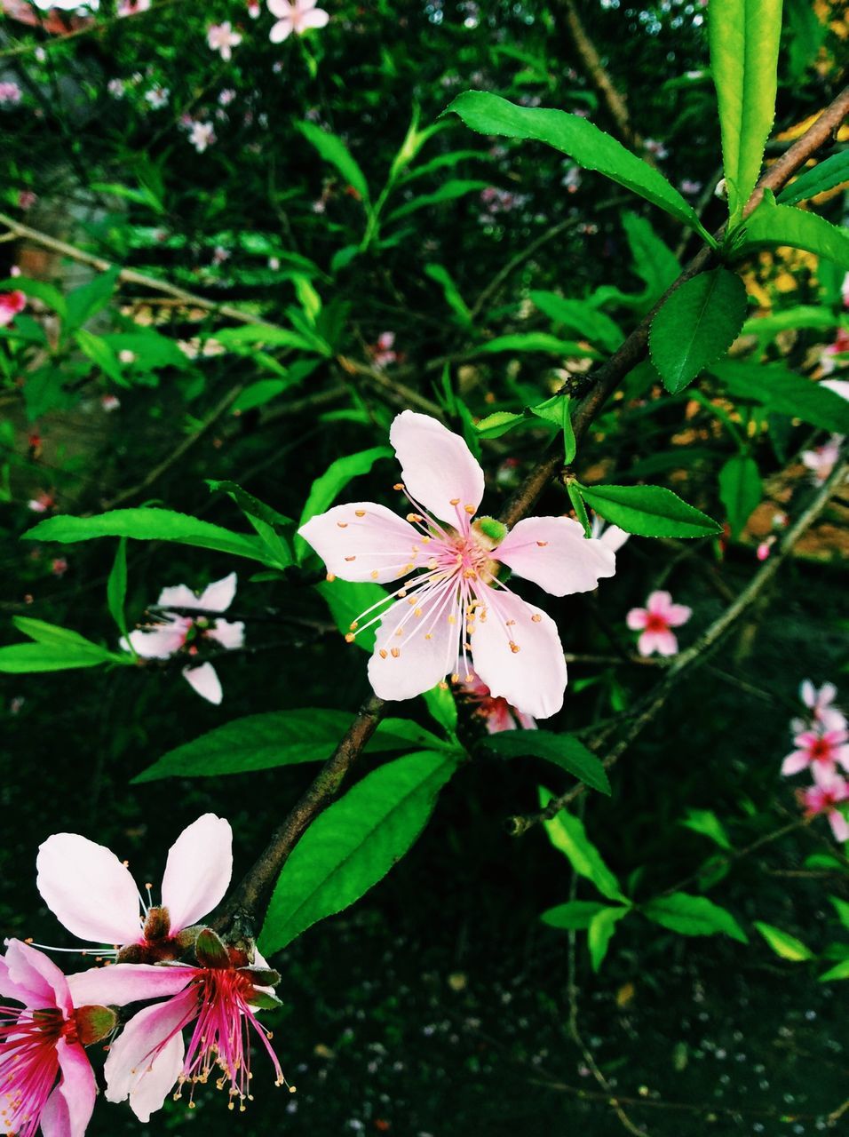 flower, freshness, petal, growth, fragility, flower head, beauty in nature, blooming, nature, close-up, stamen, plant, pollen, white color, leaf, in bloom, blossom, focus on foreground, pink color, outdoors