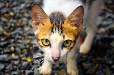 Close-up portrait of cat