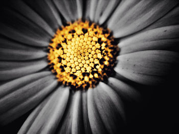 Macro shot of yellow flower