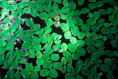 Full frame shot of green leaves