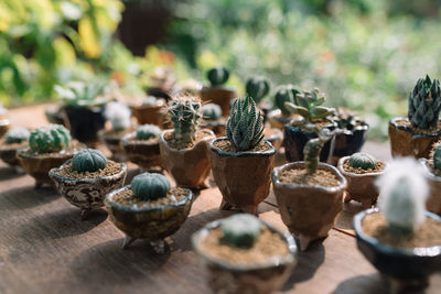 Close-up of plants on table