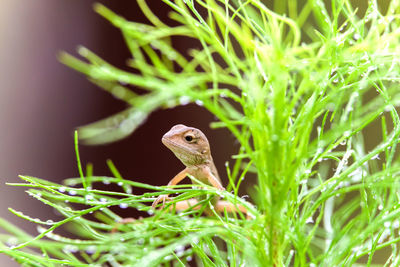 Close-up of a lizard on grass