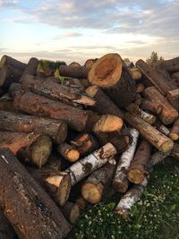 Stack of logs in forest