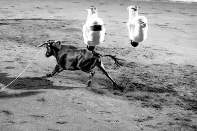 High angle view of dogs running