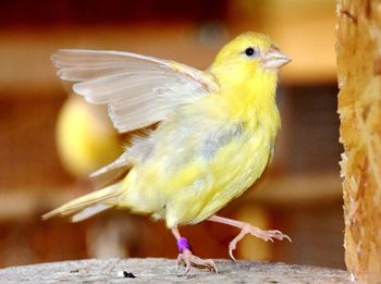 Close-up of bird perching outdoors