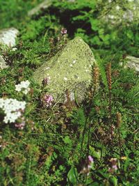 High angle view of moss growing on field