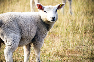 Portrait of a sheep on field