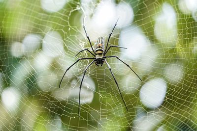 Close-up of spider on web