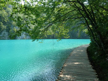 Empty footpath along trees
