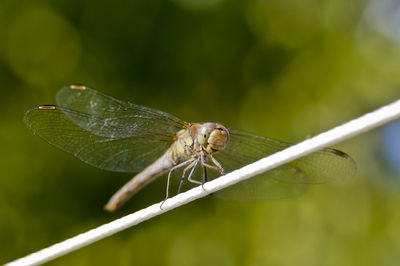 Close-up of dragonfly on string