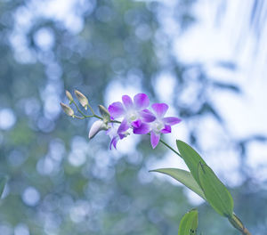 Close-up of purple flowering plant