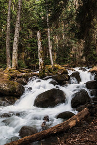 Scenic view of waterfall in forest