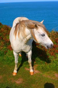 Welsh pony taken in south wales, uk.