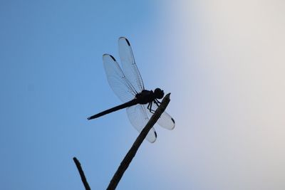 Low angle view of insect against clear blue sky