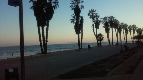 Palm trees on beach against clear sky