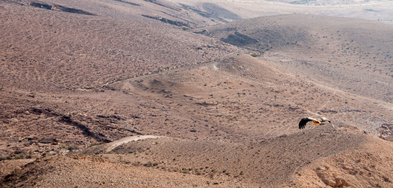 HIGH ANGLE VIEW OF A HORSE ON A DESERT