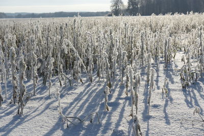 Panoramic shot of trees on field during winter