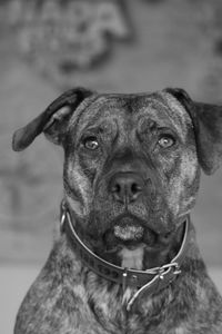 Close-up portrait of a dog