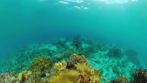 sea