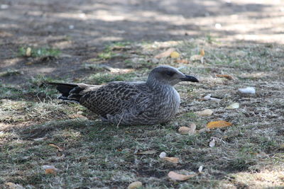 View of duck on land