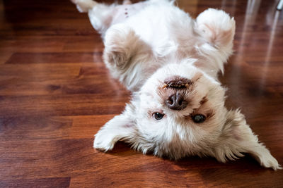 High angle portrait of a dog