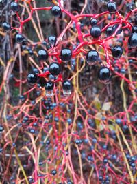 Close-up of berries