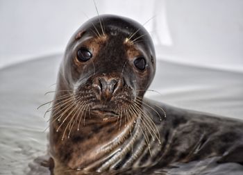 Close-up of young seal