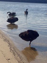 Ducks on beach