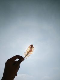 Close-up of hand holding leaf against sky