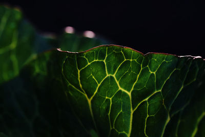 Close-up of green leaf