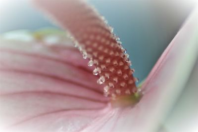 Close-up of water drops on leaf