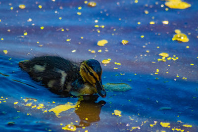 High angle view of duck in lake