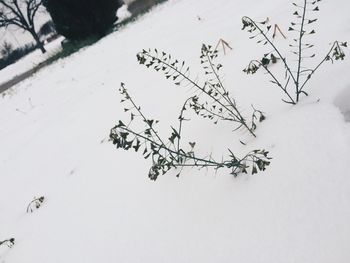 Snow covered landscape