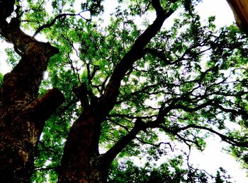 Low angle view of trees