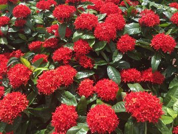 Full frame shot of red flowering plants